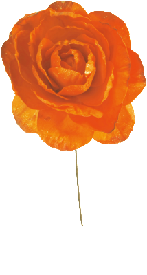 3000_12_orange