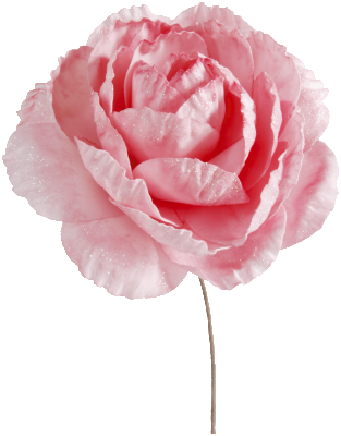 3000_5_rose