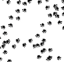 black paw print tissue