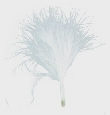 2571 white feather