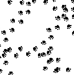 black paw print tissue