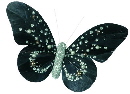 black butterfly clip